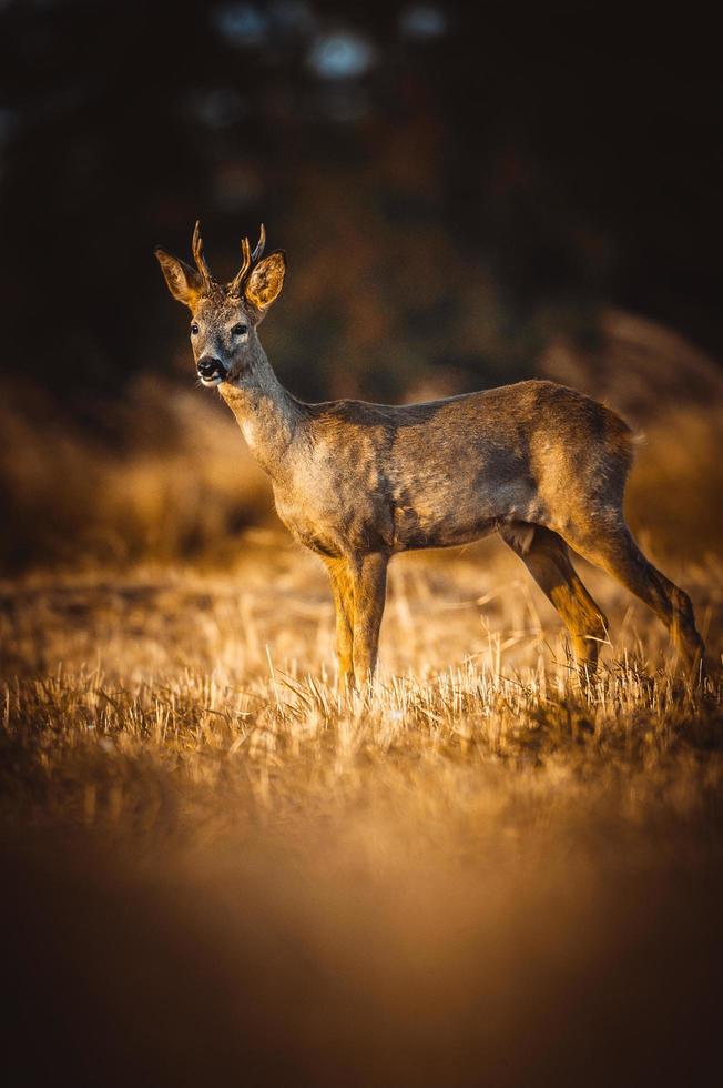 wild roe deer photo