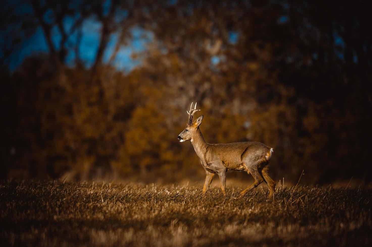 wild roe deer photo