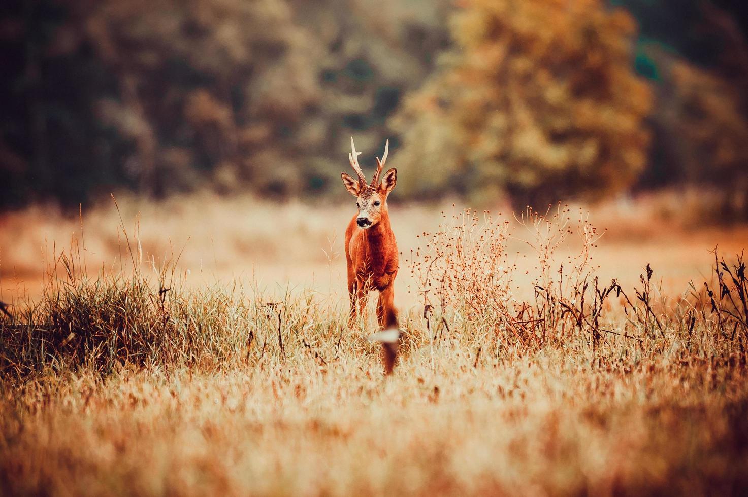 wild roe deer photo