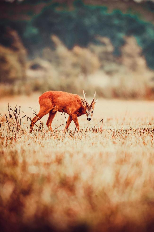 wild roe deer photo