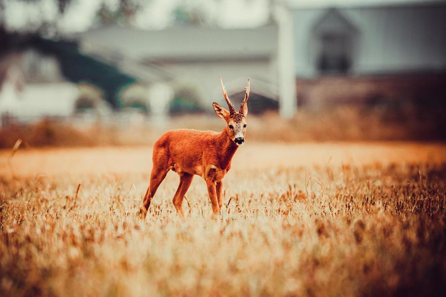 wild roe deer photo