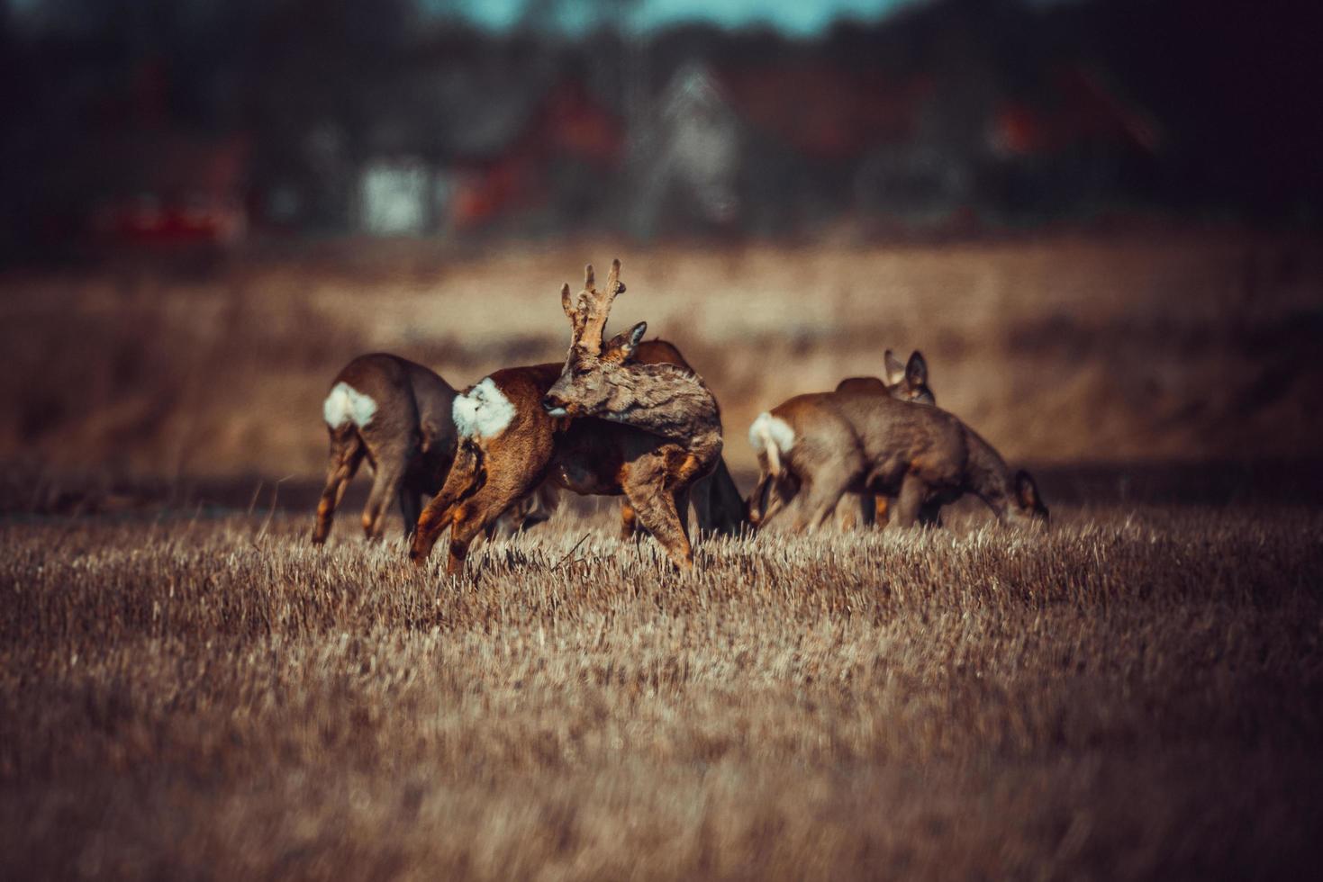 wild roe deer photo