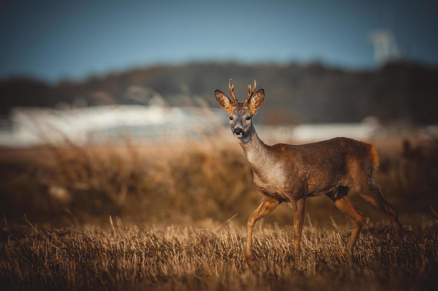 wild roe deer photo