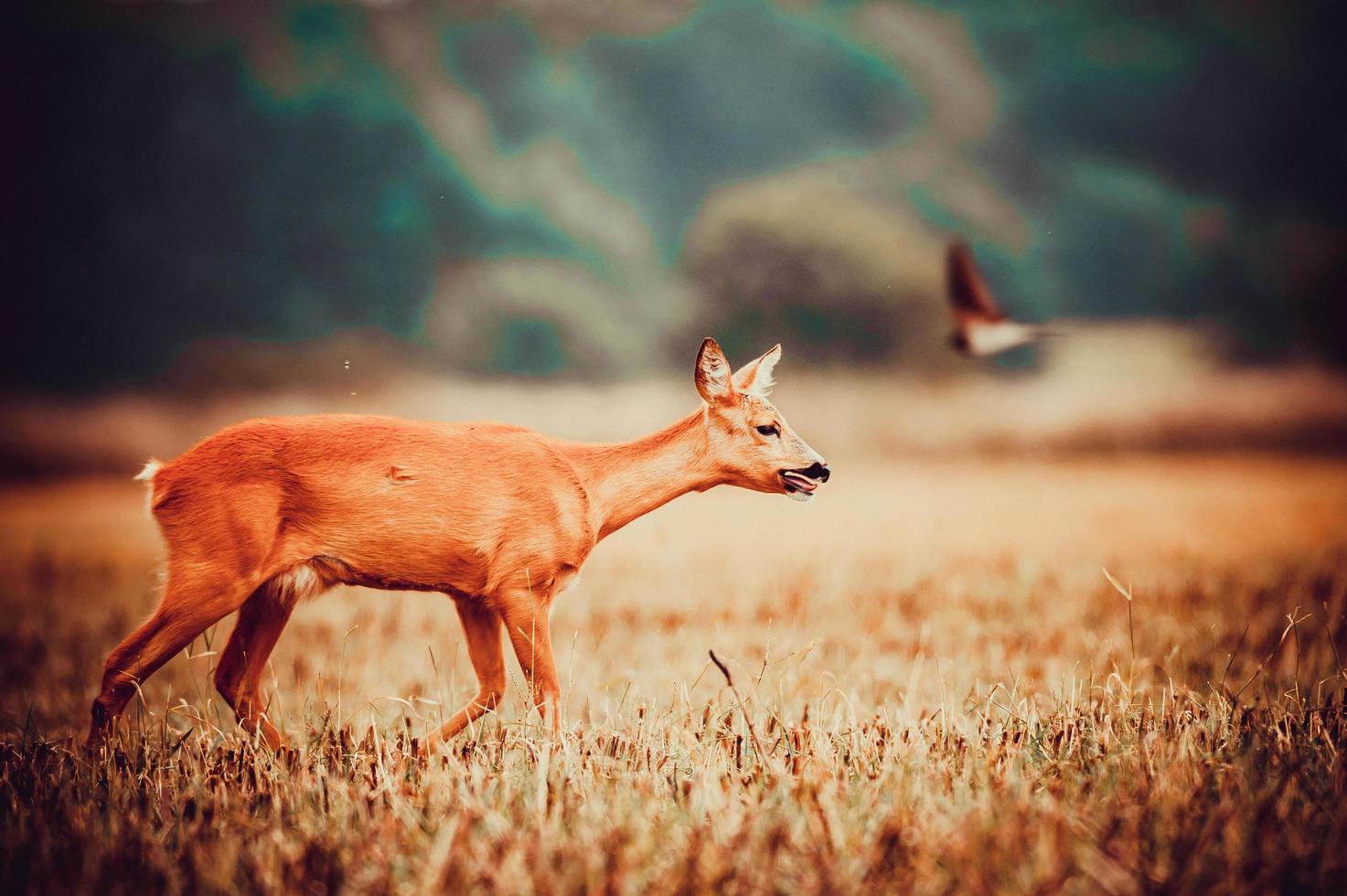 wild roe deer photo