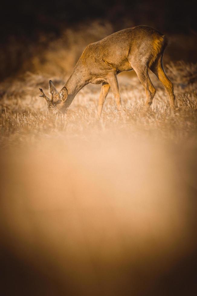 wild roe deer photo