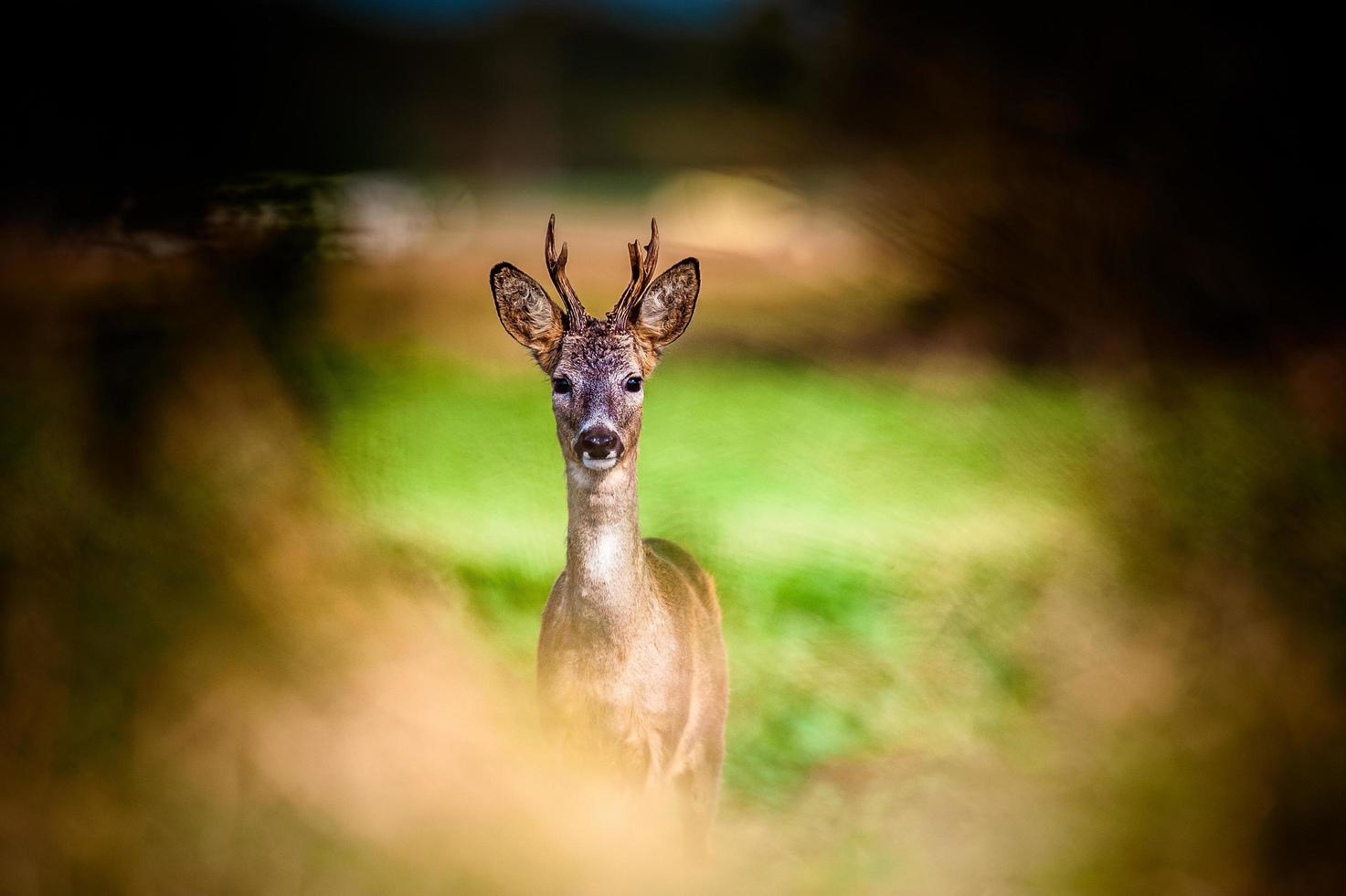 wild roe deer photo