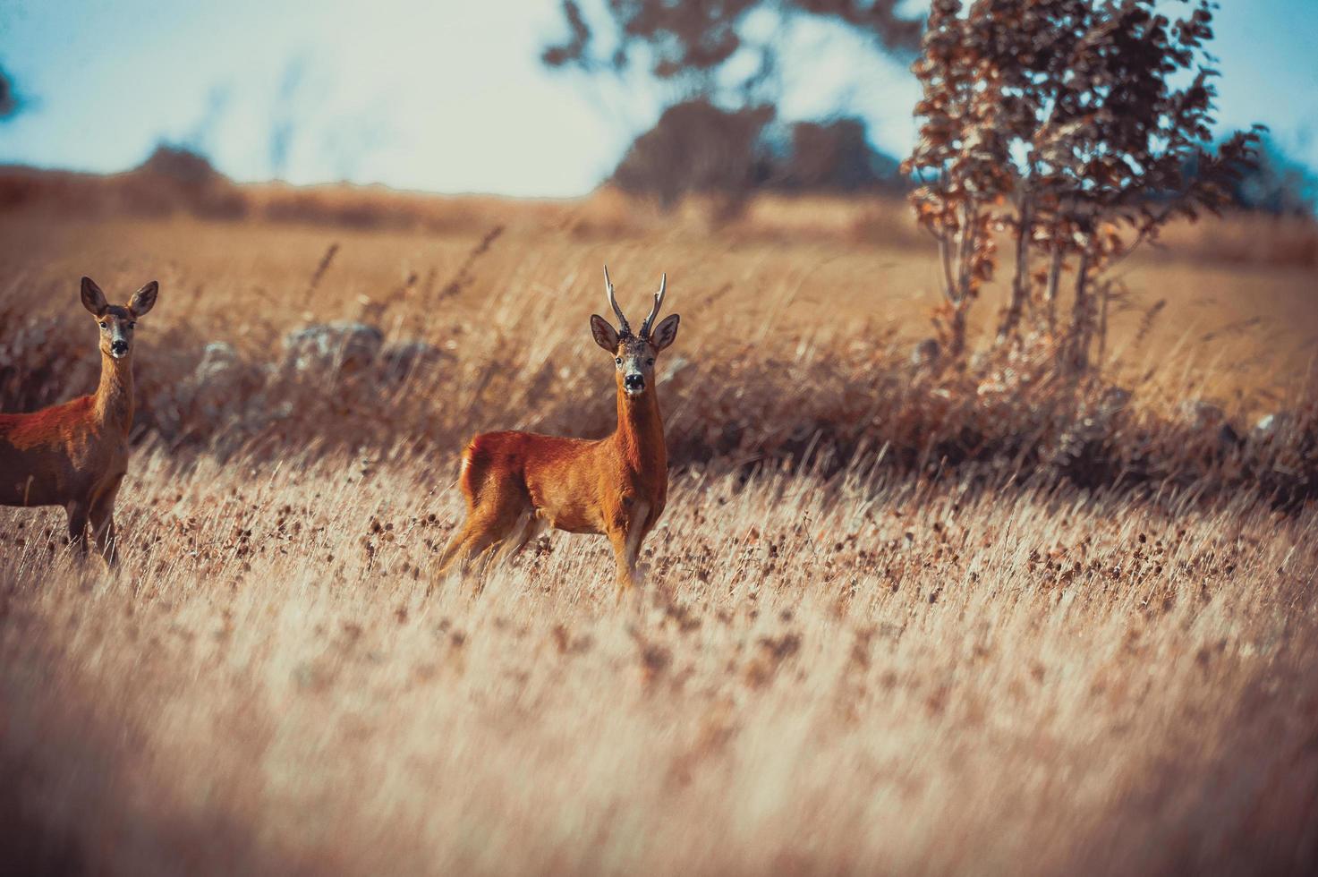 wild roe deer photo