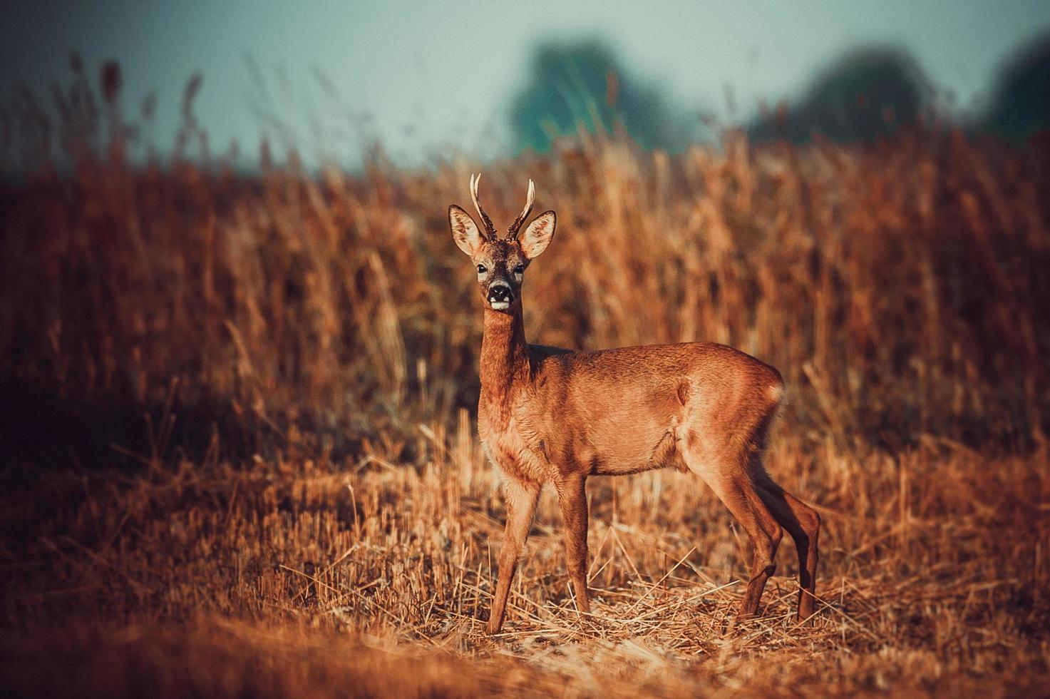 wild roe deer photo