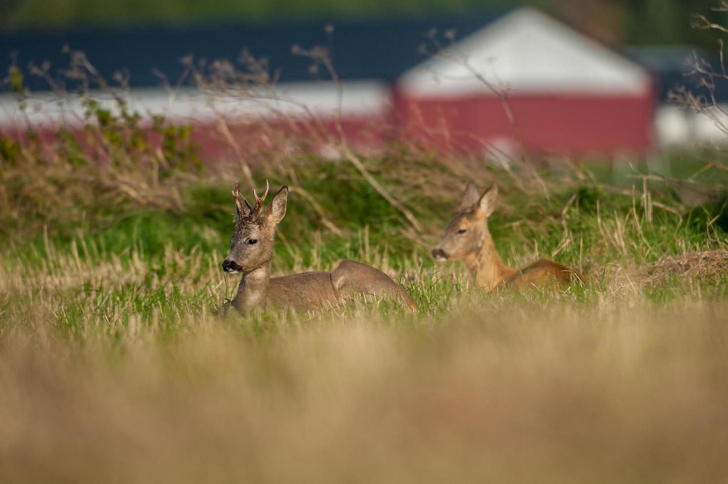 wild roe deer photo