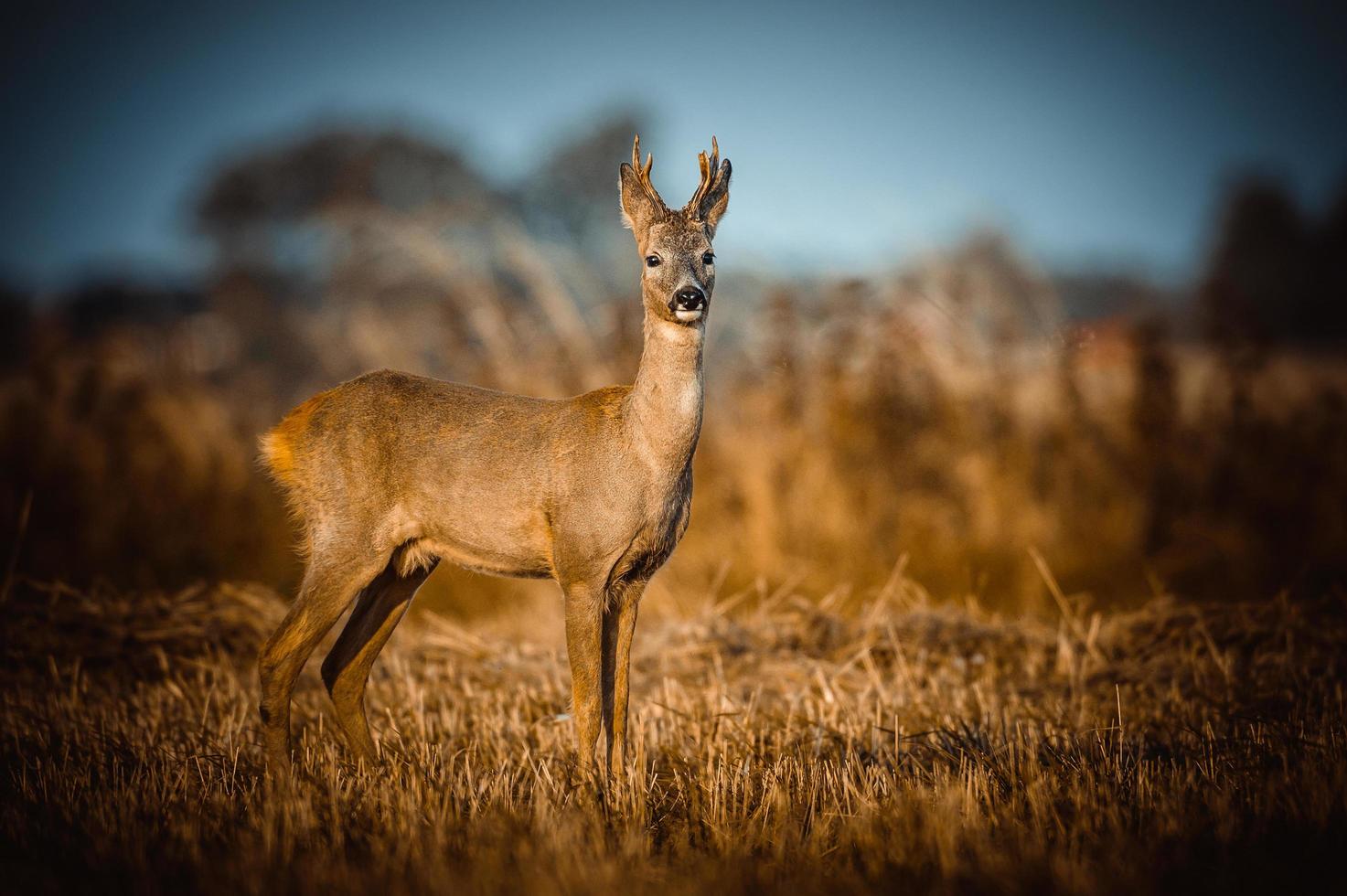 wild roe deer photo