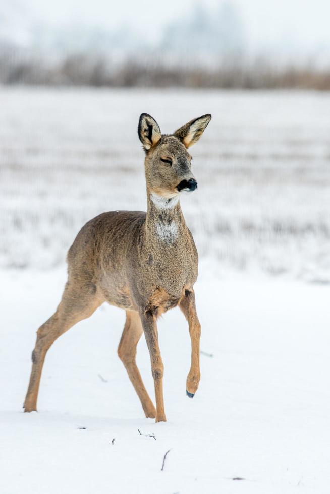 wild roe deer photo