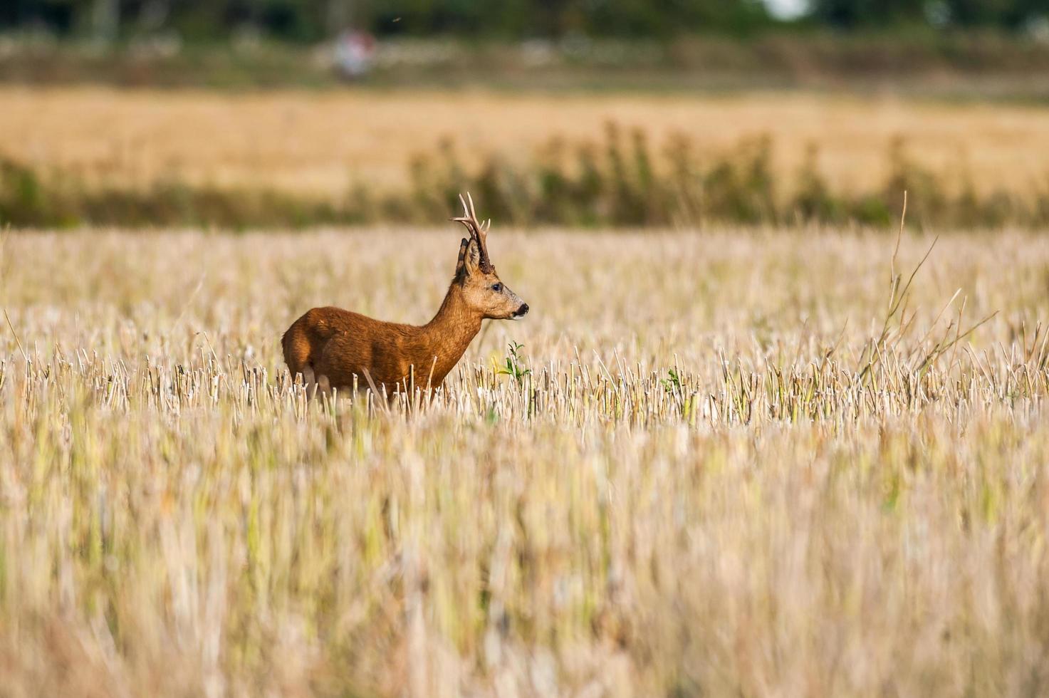 wild roe deer photo