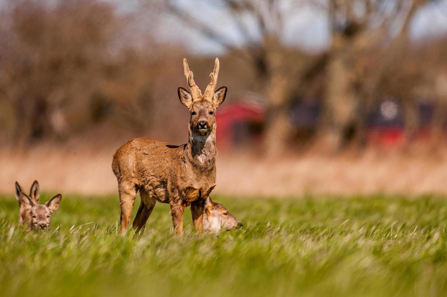wild roe deer photo