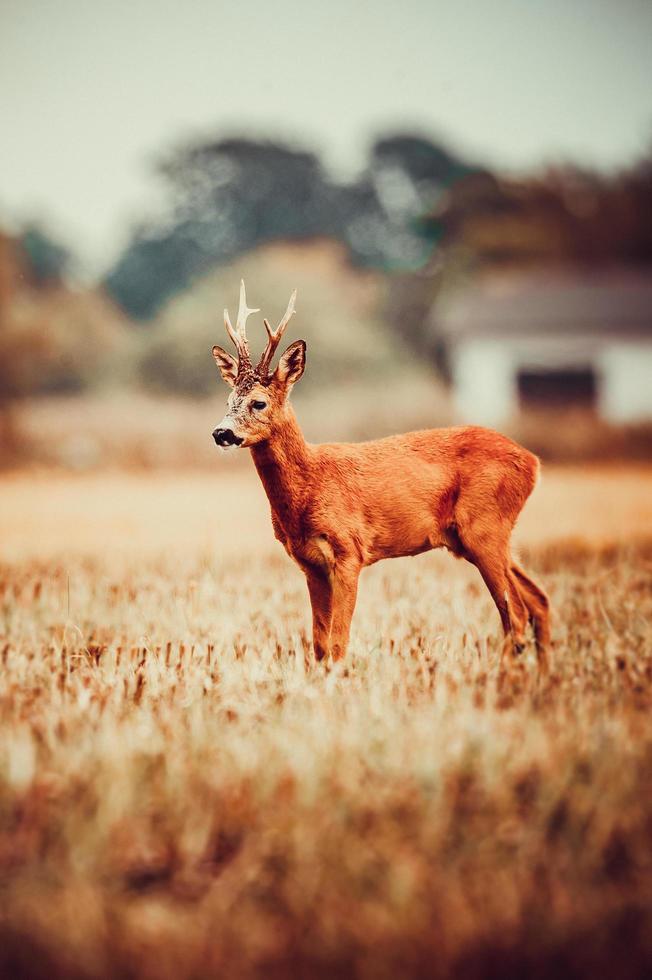 wild roe deer photo