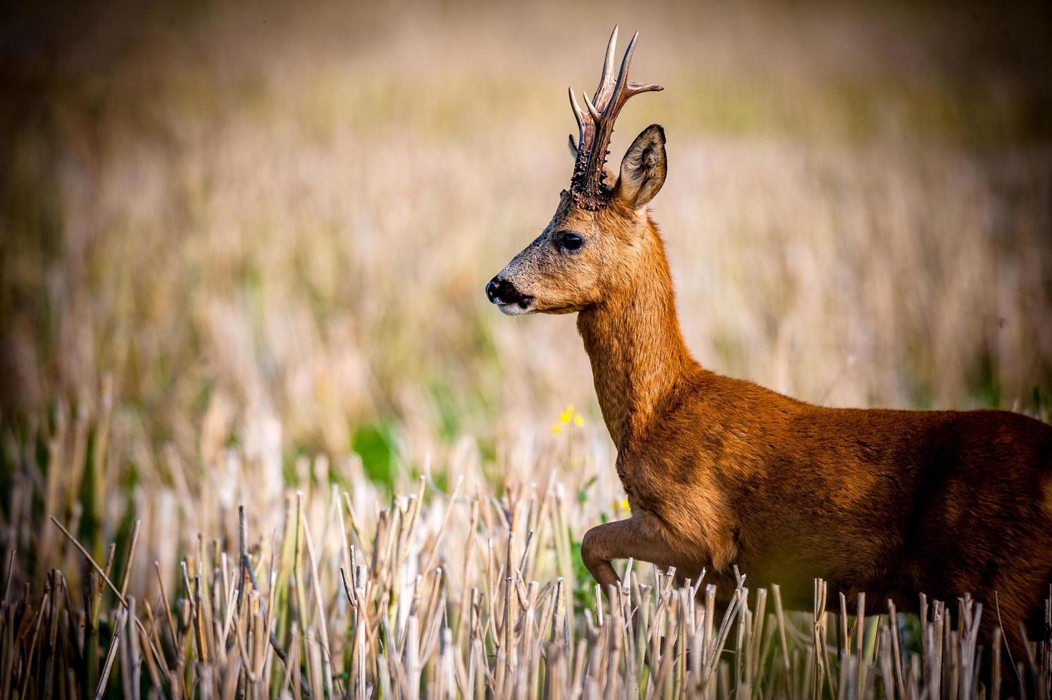 wild roe deer photo