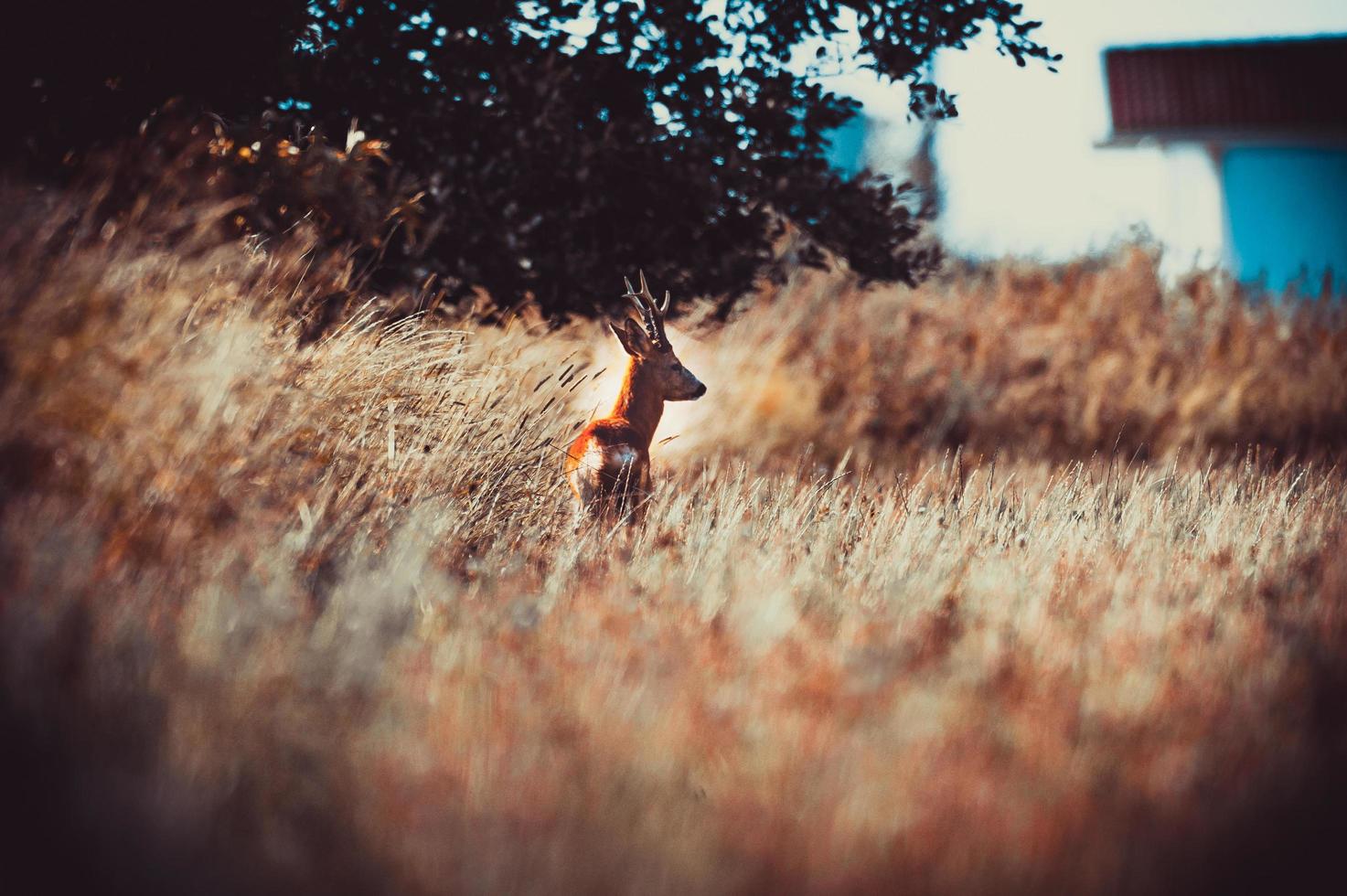 wild roe deer photo