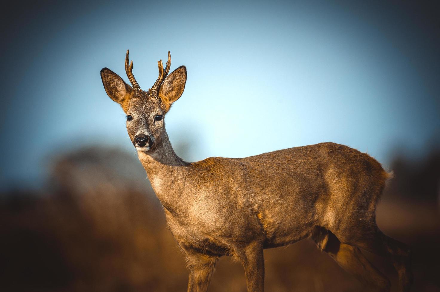 wild roe deer photo