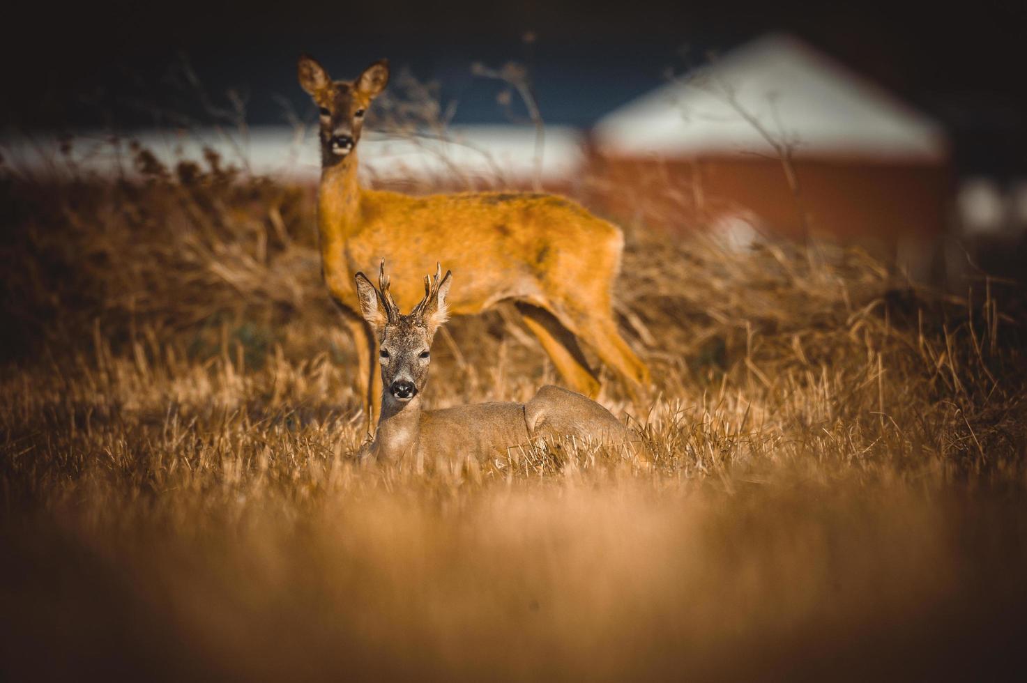 wild roe deer photo