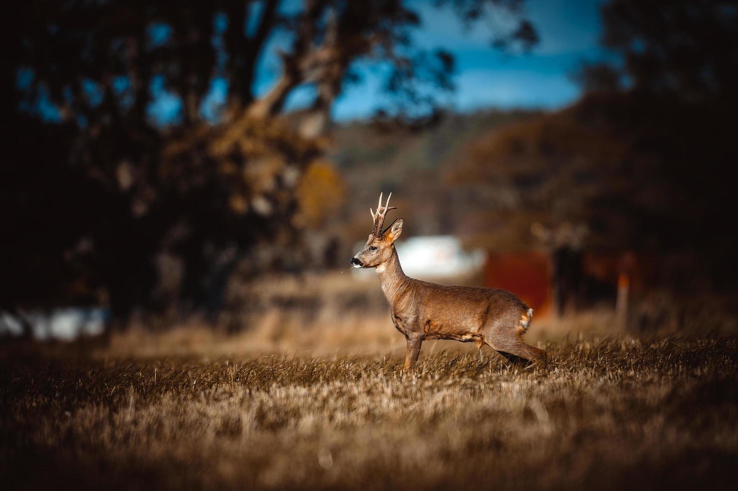 wild roe deer photo