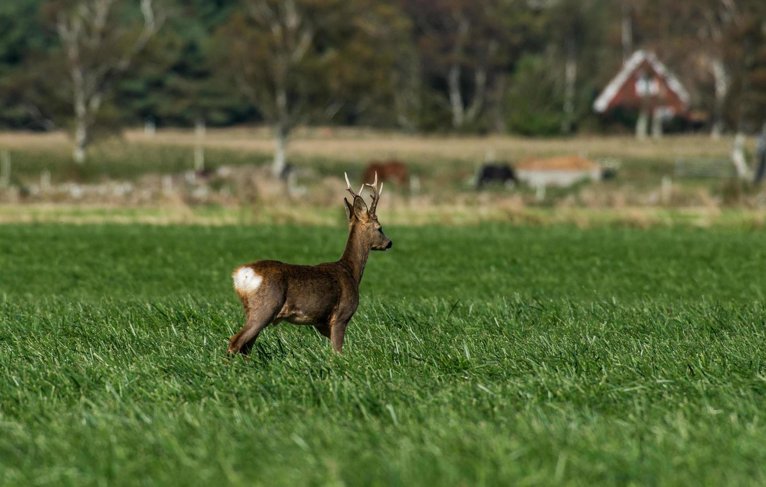 wild roe deer photo