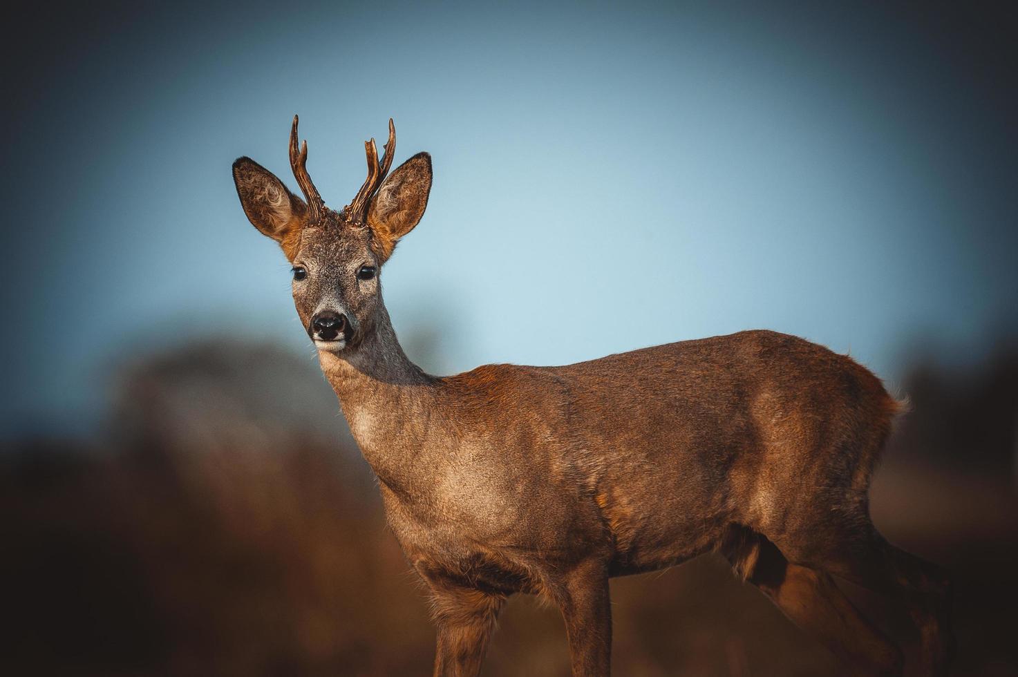wild roe deer photo