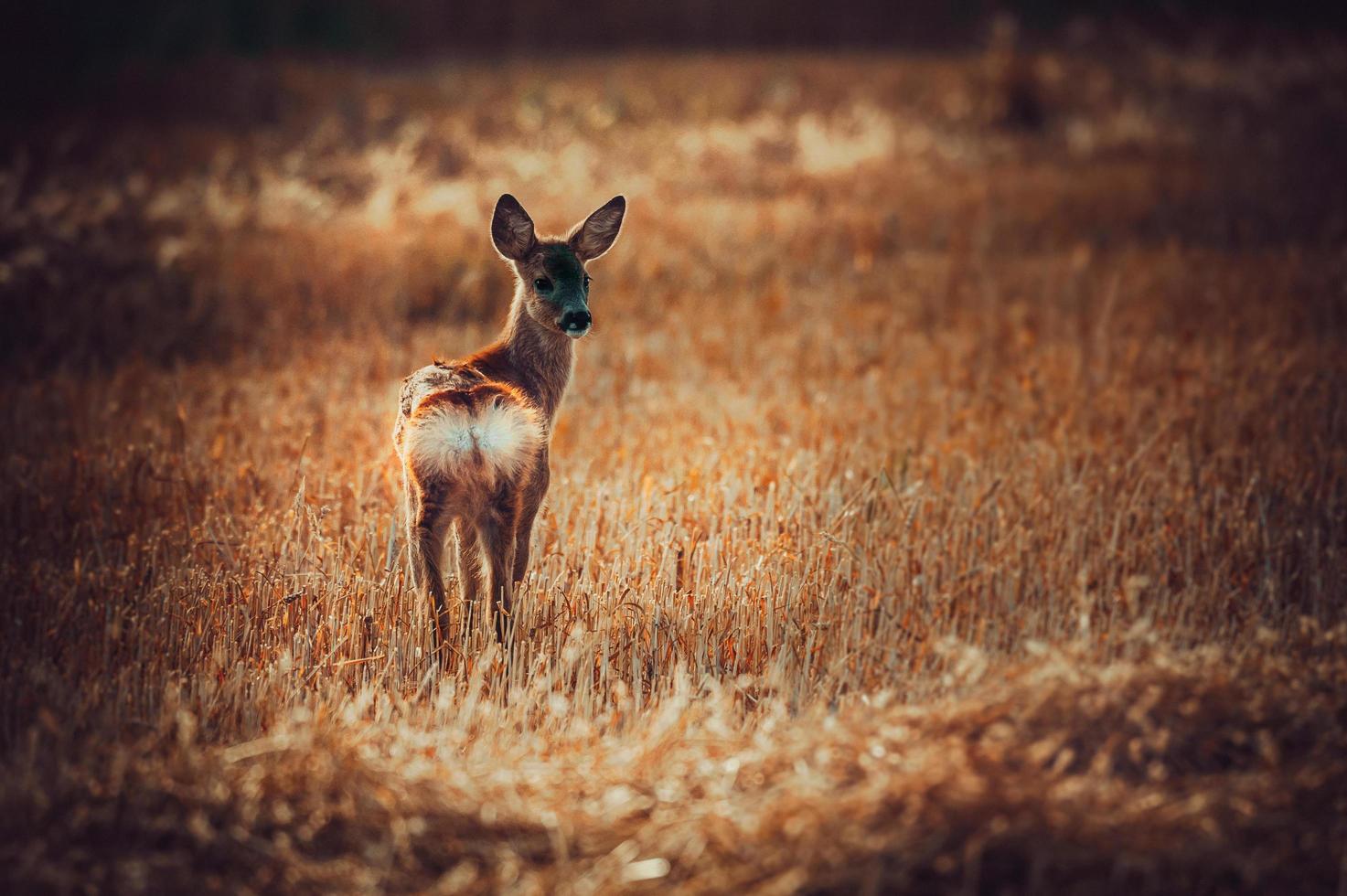 wild roe deer photo