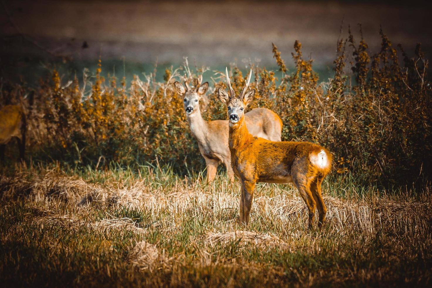 wild roe deer photo