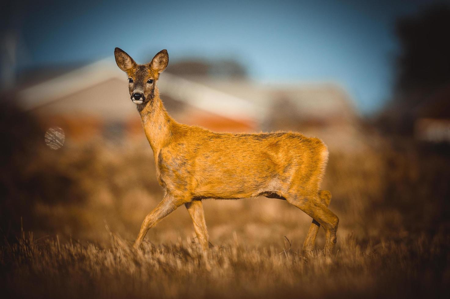 wild roe deer photo