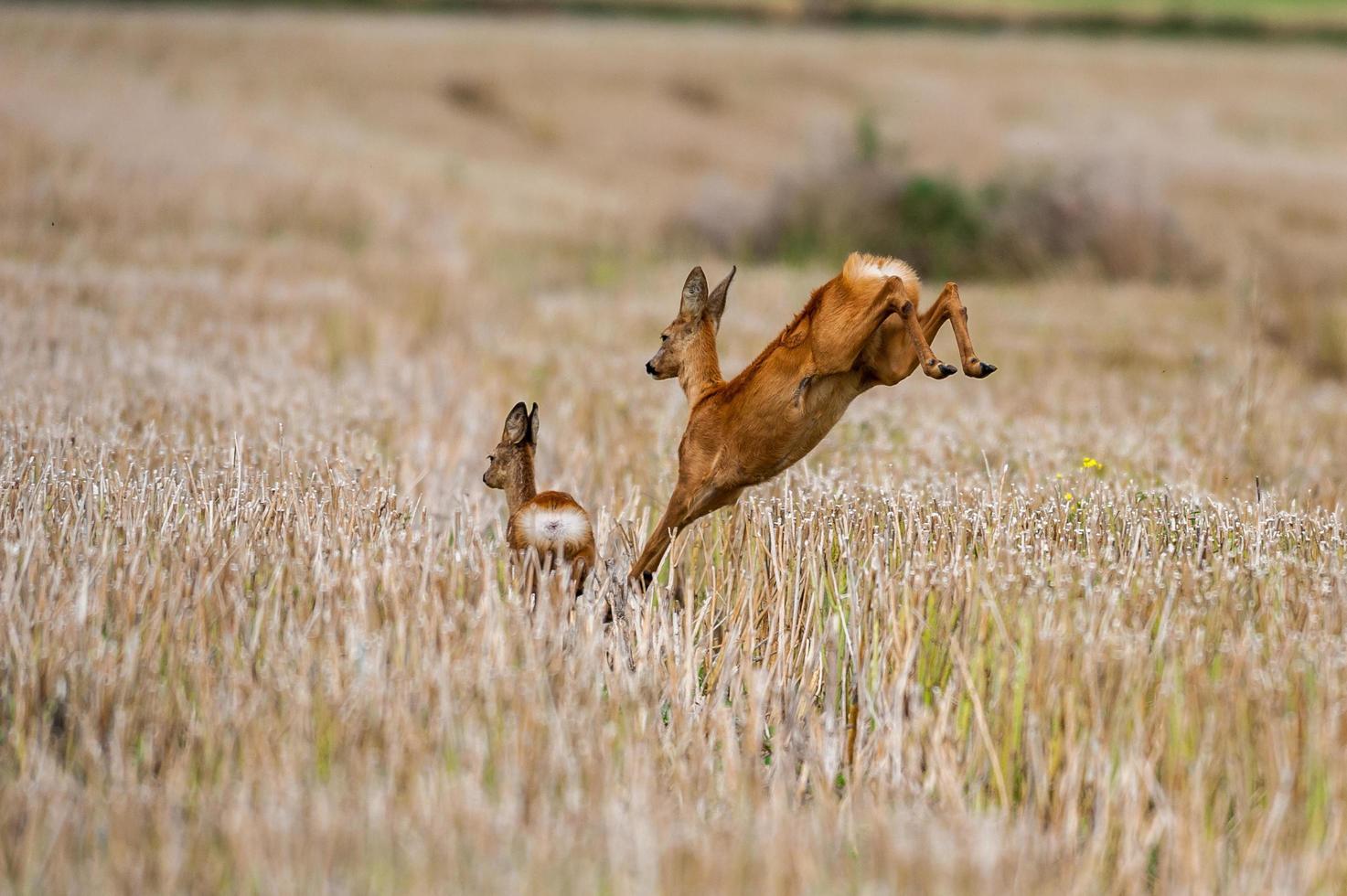 wild roe deer photo