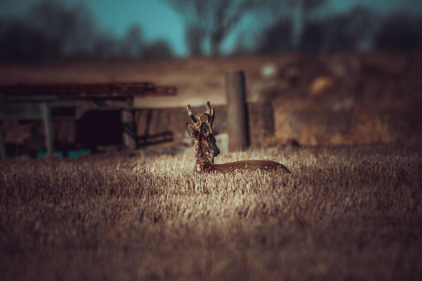 wild roe deer photo