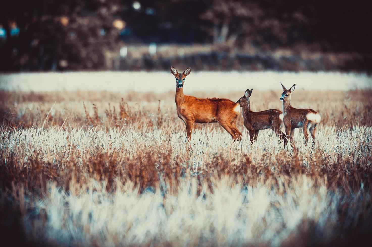 wild roe deer photo