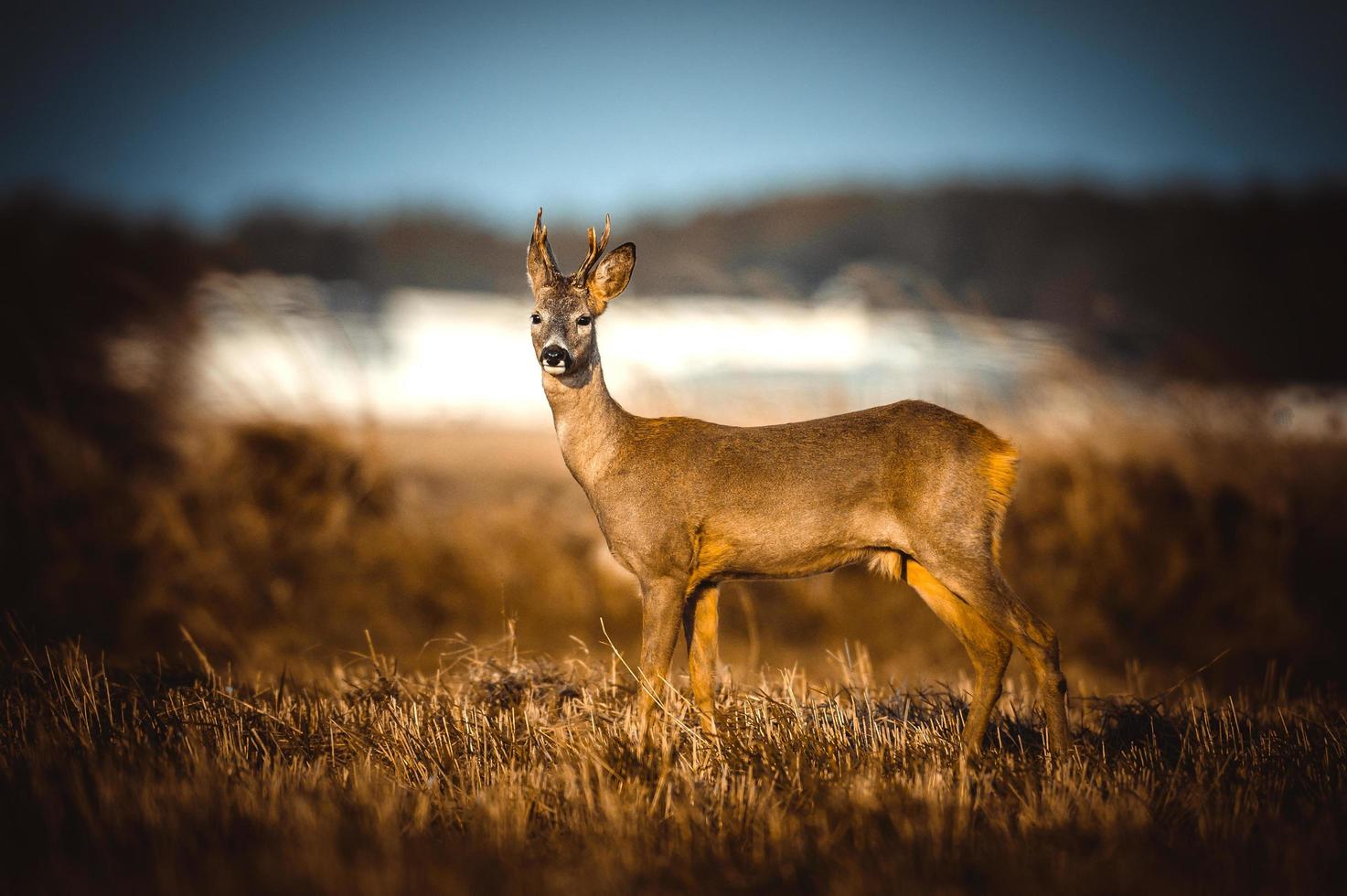 wild roe deer photo