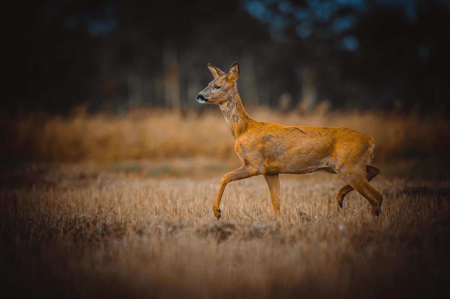 wild roe deer photo