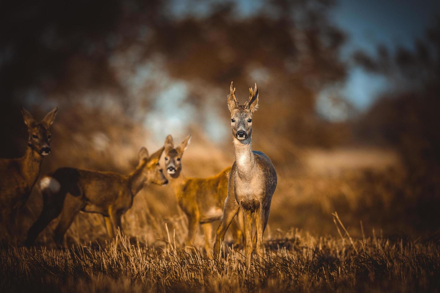 wild roe deer photo