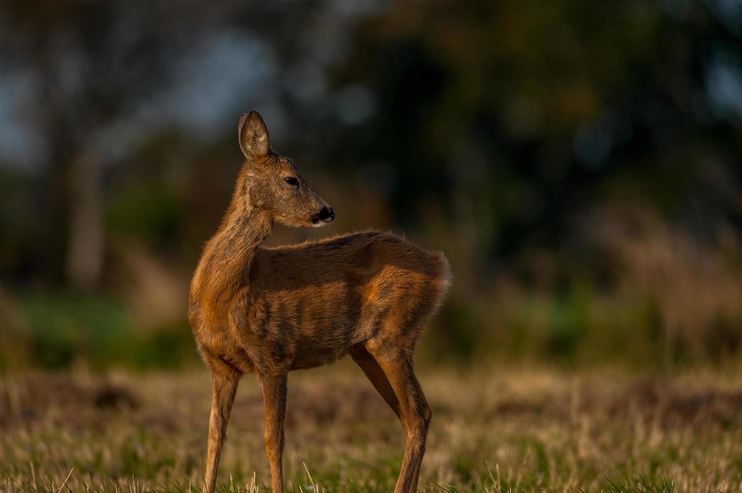 wild roe deer photo