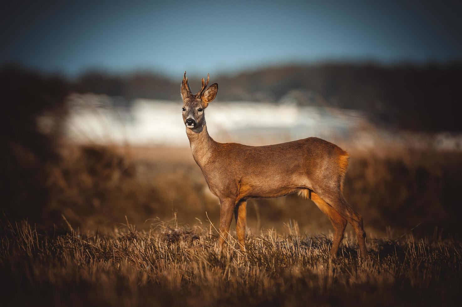 wild roe deer photo