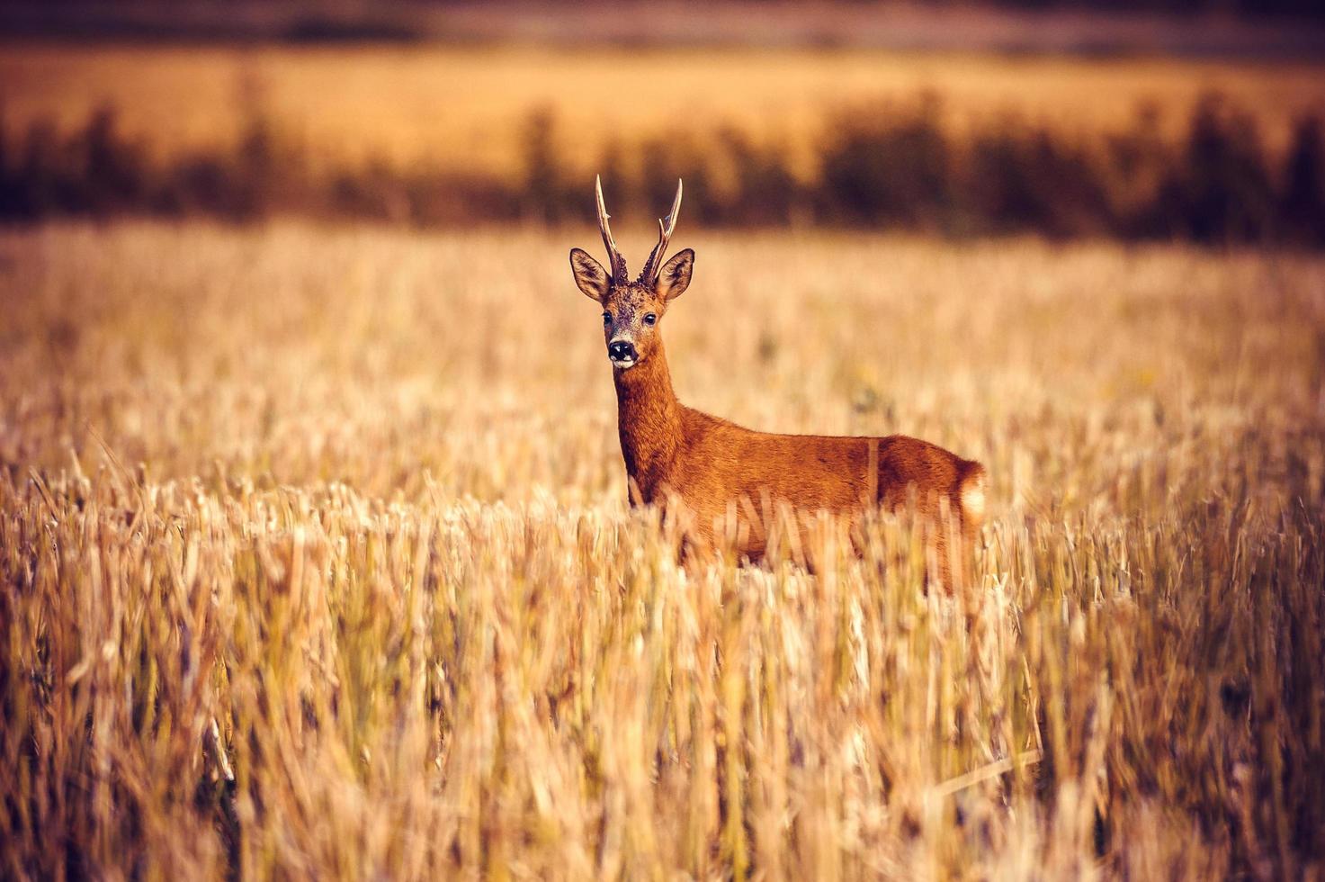 wild roe deer photo