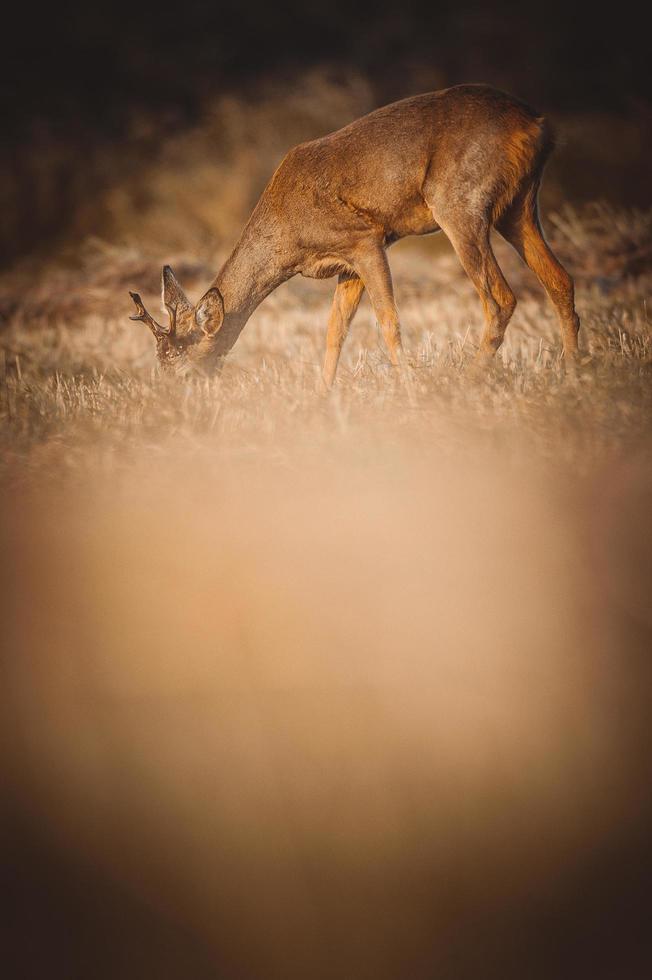 wild roe deer photo