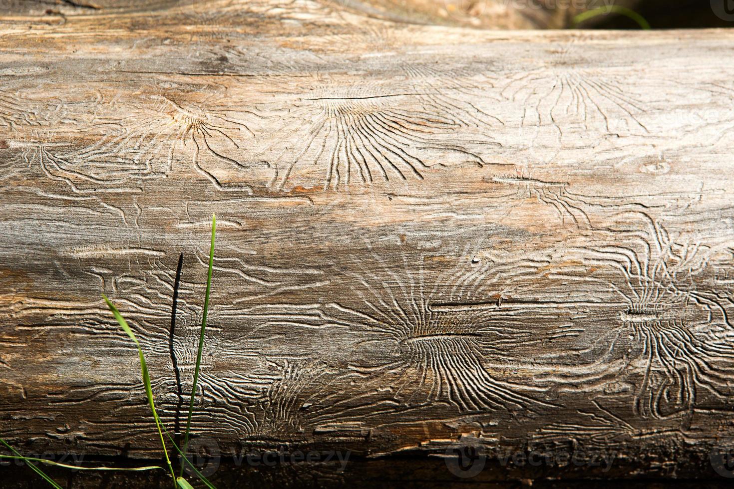 Natural wood texture with lines drawn by a bark beetle in the shape of spiders. Background, bark beetle, tree trunk photo