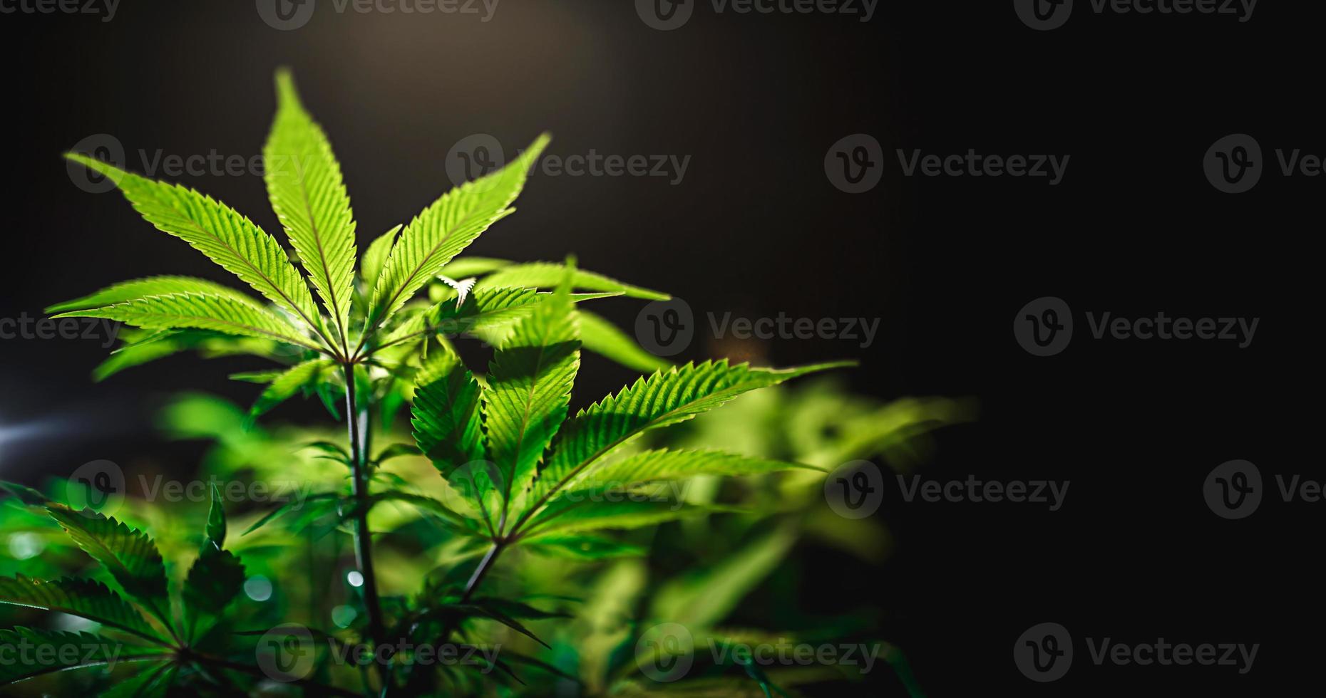 Green cannabis leaf close up on black background with sunbeam and glow. Medical marijuana cultivation. Copy space photo