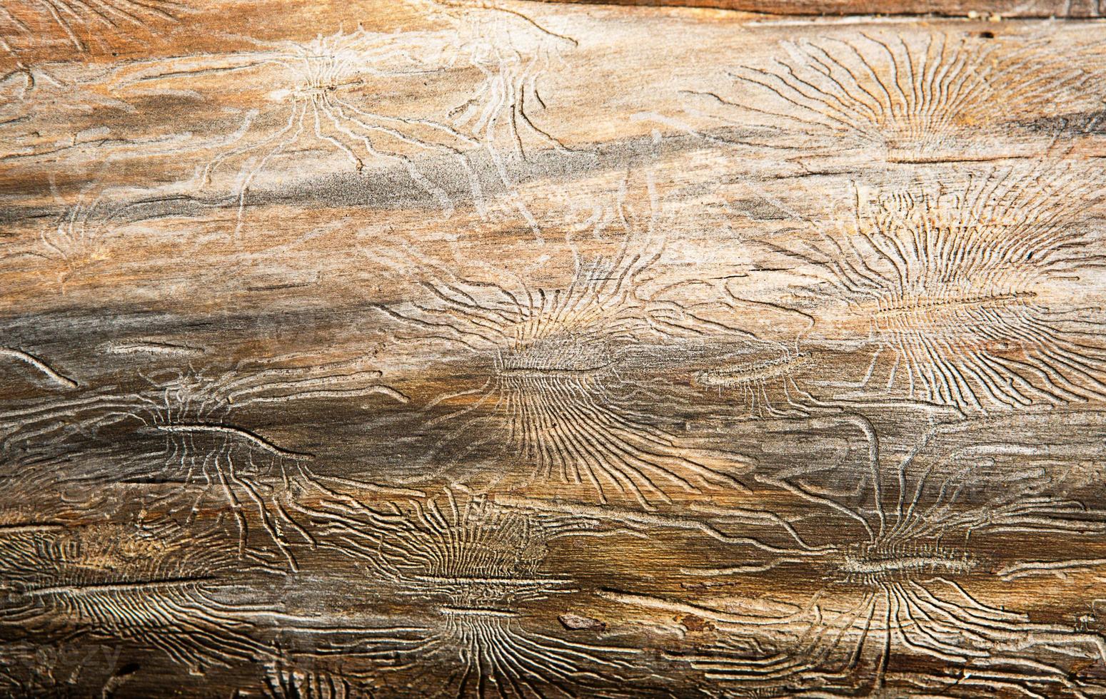 Natural wood texture with lines drawn by a bark beetle in the shape of spiders. Background, bark beetle, tree trunk photo