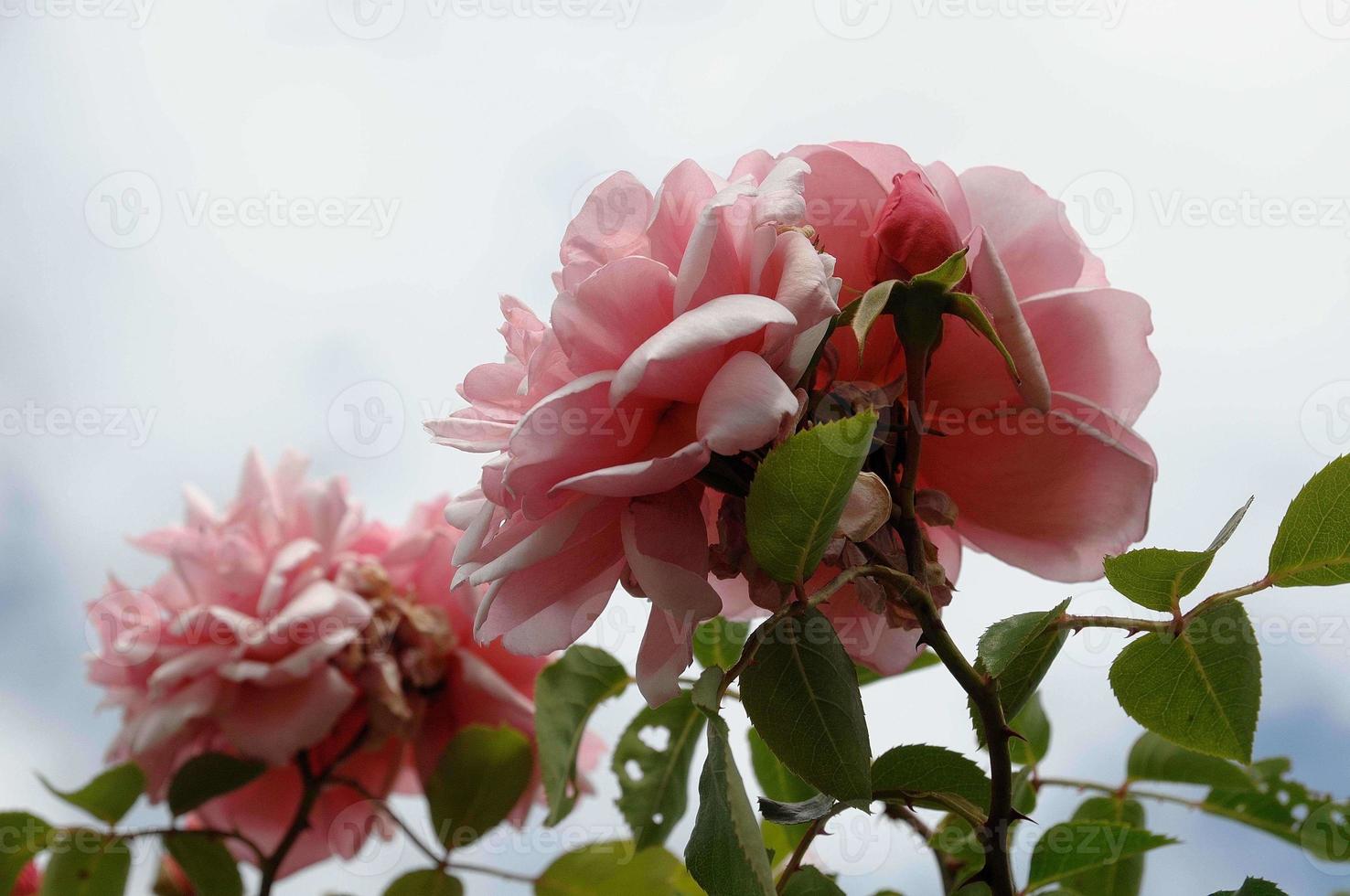 Roses in the garden photo