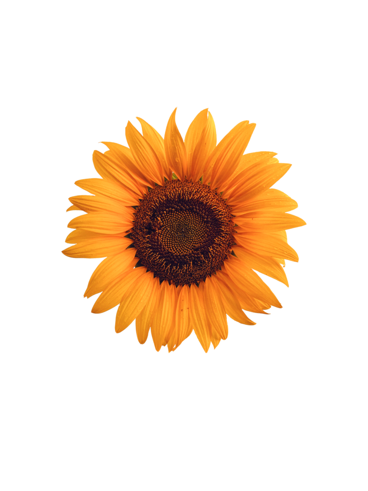 perfect blooming sunflower with transparent background suitable for editing for various purposes, PNG