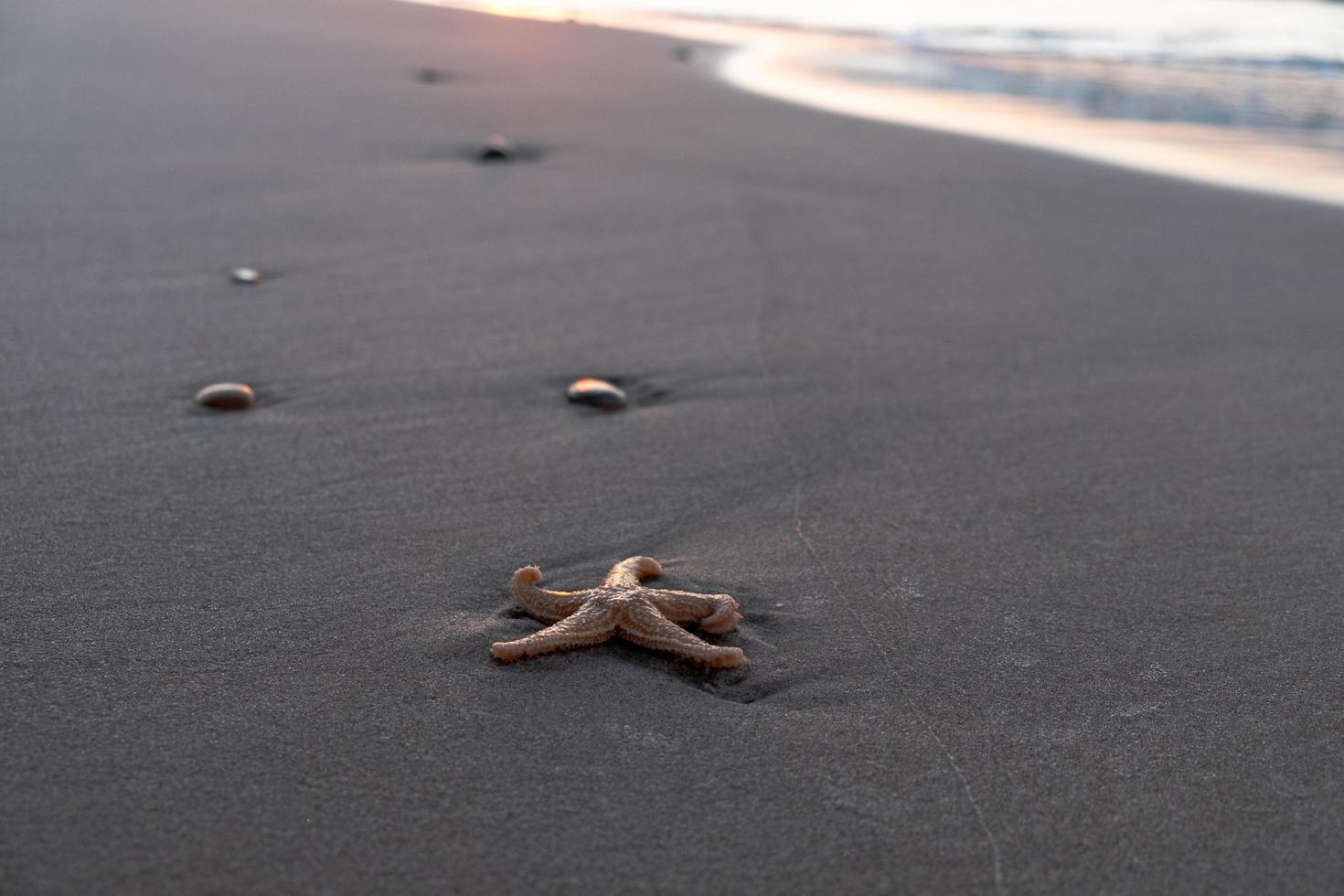 Starfish in sand photo