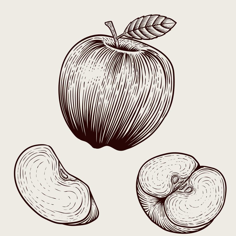 ilustración vintage fruta de manzana con estilo de grabado sobre fondo blanco vector