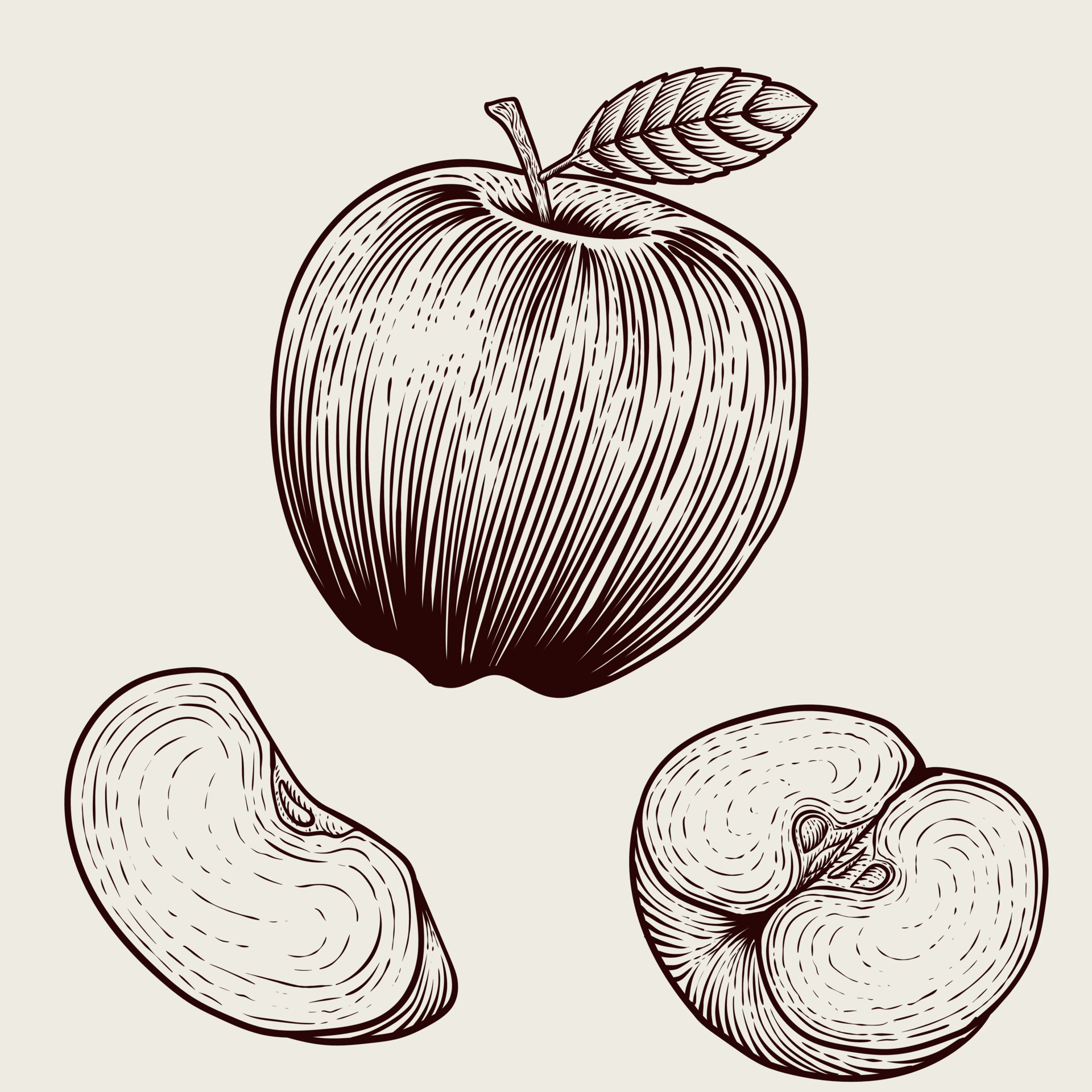 Illustration vintage apple fruit with engraving style on white