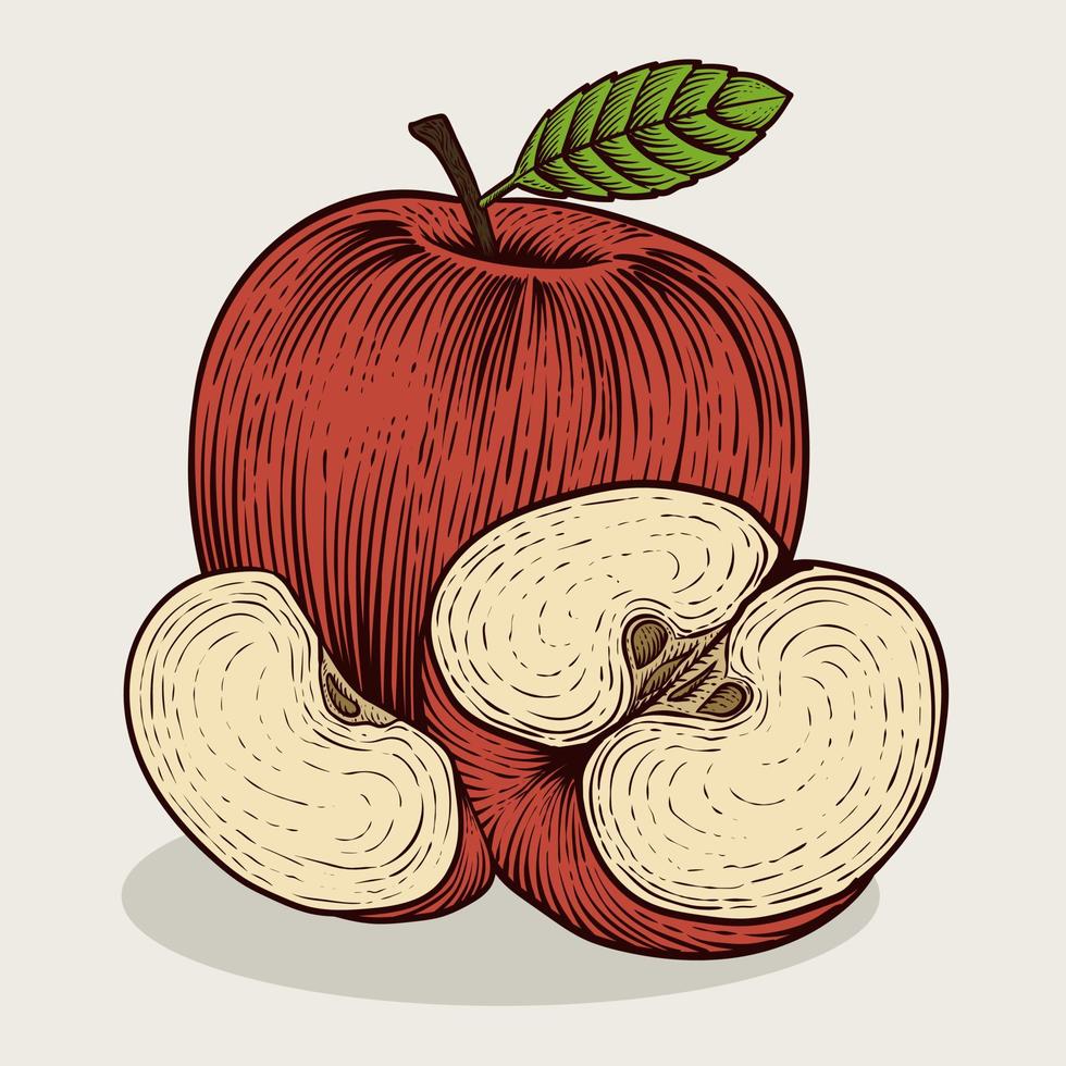 ilustración vintage fruta de manzana con estilo de grabado sobre fondo blanco vector