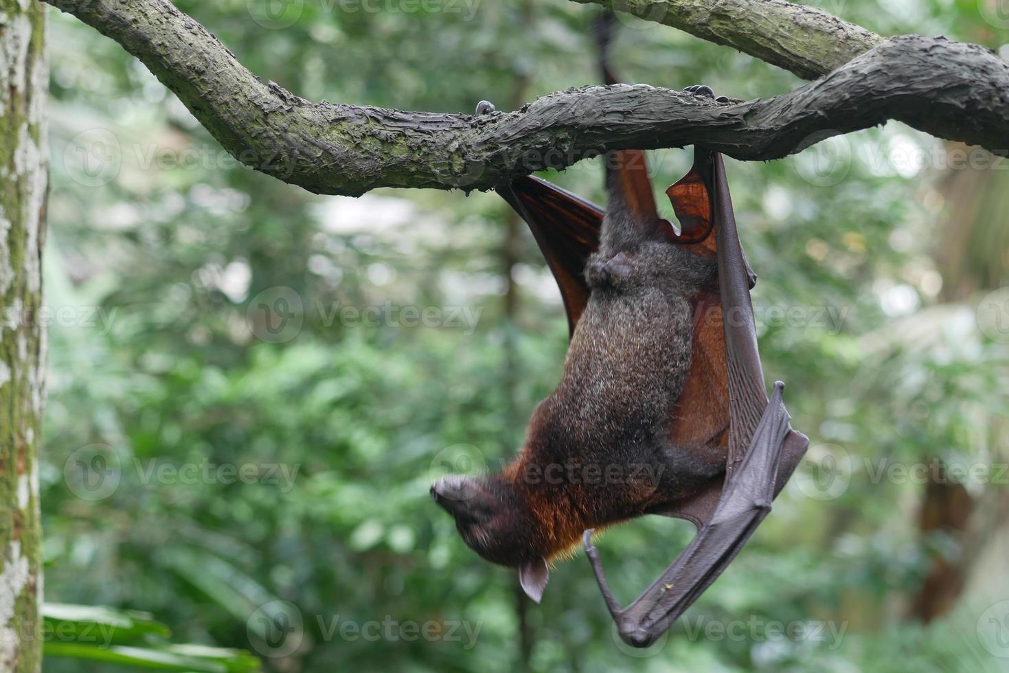 un murciélago colgando de una rama foto