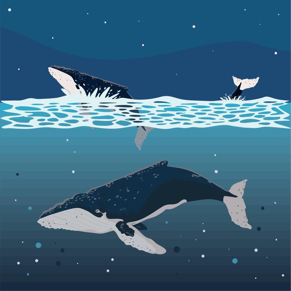humpback whales in ocean vector