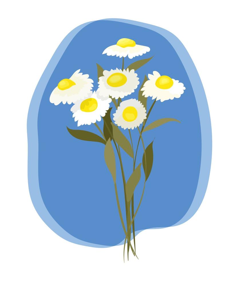 Bouquet of chamomile flowers vector illustration on bright blue abstract background